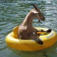 goatsinboats